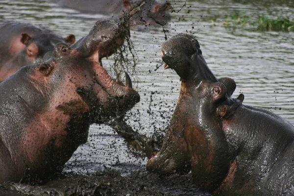 Крупный План Гиппопотама Hippopotamus Amphibius Сражающегося Грязи Водопое Кратер Нгоронгоро — стоковое фото