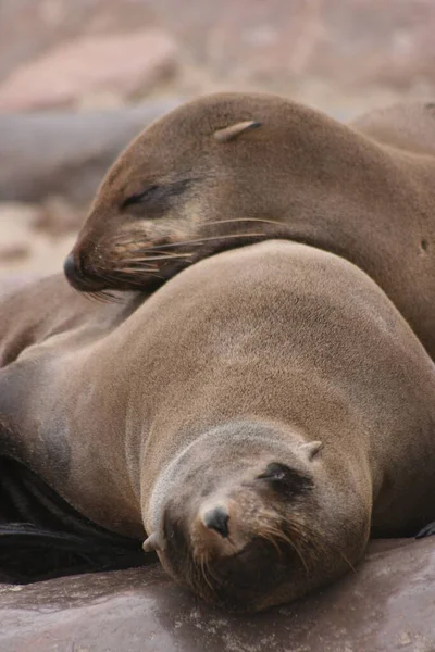 Retrato Close Dois Selos Pele Cabo Arctocephalus Pusillus Colônia Selos — Fotografia de Stock