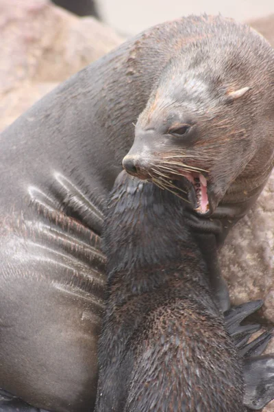 Retrato Close Selo Cabo Fur Seal Arctocephalus Pusillus Boca Aberta — Fotografia de Stock