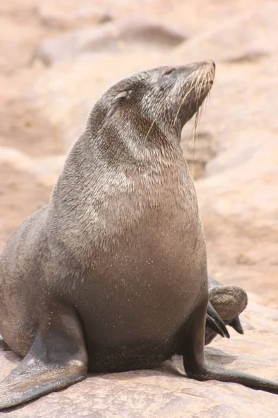 Portret Bliska Cape Fur Seal Arctocephalus Pusillus Kolonii Fok Cape — Zdjęcie stockowe