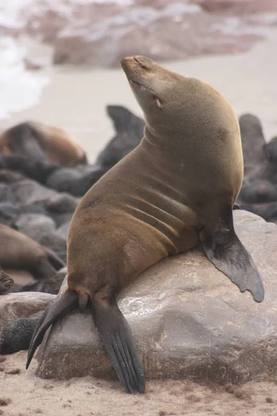 Portret Bliska Cape Fur Seal Arctocephalus Pusillus Kolonii Fok Cape — Zdjęcie stockowe