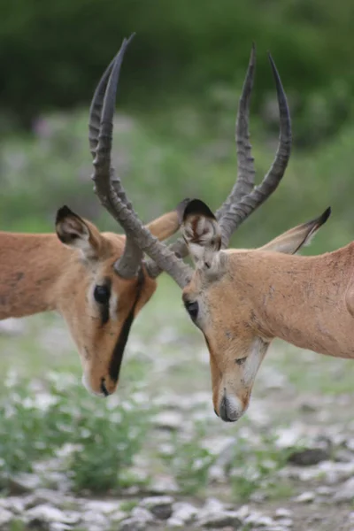 Κλείσιμο Δύο Νεαρών Springbok Antidorcas Marsupialis Καταπολέμηση Κέρατα Κλειδωμένο Etosha — Φωτογραφία Αρχείου