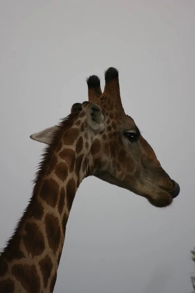 Portret Bliska Dzikiej Angolskiej Żyrafy Giraffa Camelopardalis Angolensis Parku Narodowym — Zdjęcie stockowe
