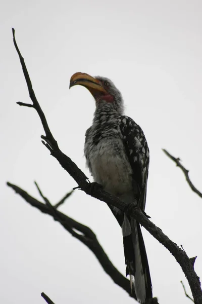 Portrait Southern Yellow Billed Hornbill Tockus Leucomelas Sitting Tree Etosha — Stock Photo, Image