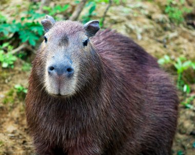 Capybara 'nın (Hydrochoerus hydrochaeris) yakın plan portresi Pampas del Yacuma, Bolivya' daki nehir kıyısı boyunca doğrudan kameraya bakıyor..
