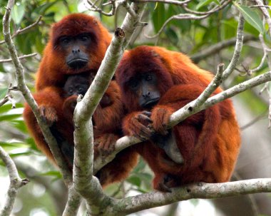 Bolivya kızıl uluyan maymun (Alouatta sara) ailesinin bebekli portresi, Bolivya, Pampas del Yacuma 'da ağaçların tepesinde oturuyor..