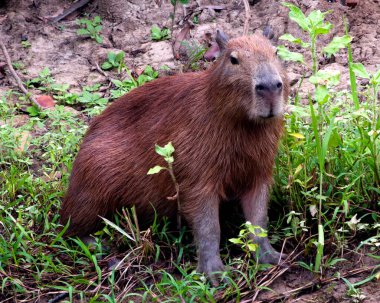 Capybara 'nın (Hydrochoerus hydrochaeris) Pampas del Yacuma, Bolivya' daki nehir kıyısında dinlenen yakın plan portresi..
