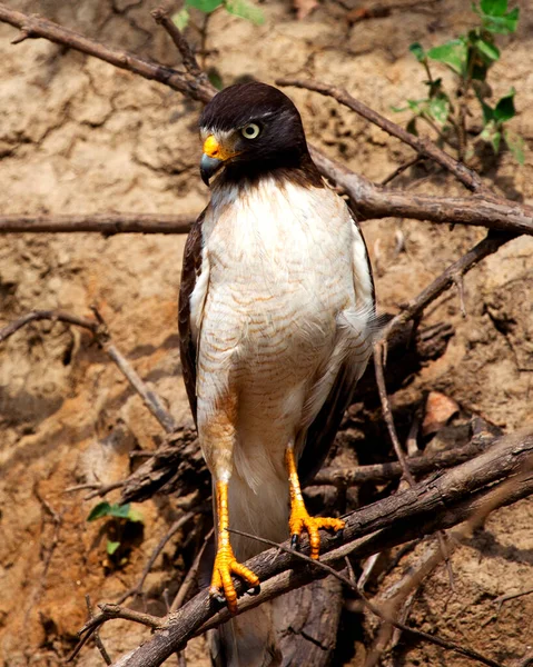 Nahaufnahme Eines Steinadlers Aquila Chrysaetos Der Aufrecht Auf Mangrovenzweigen Steht — Stockfoto