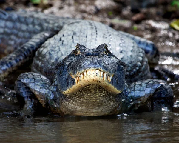 Closeup Head Portrait Black Caiman Melanosuchus Niger Entering Water Riverbank — Stock Photo, Image