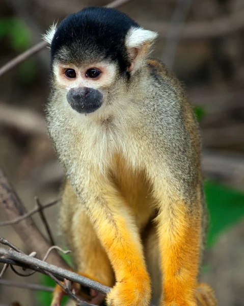 Retrato Close Golden Squirrel Monkey Saimiri Sciureus Sentado Ramo Pampas — Fotografia de Stock