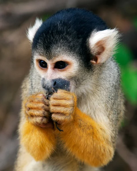 볼리비아의 팜파스델야 음식을 나뭇가지에 다람쥐 원숭이 Saimiri Sciureus 클로즈업 — 스톡 사진