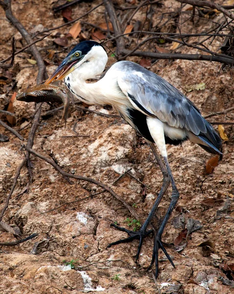 Nahaufnahme Porträt Des Cocoireihers Ardea Cocoi Bei Der Jagd Mit — Stockfoto