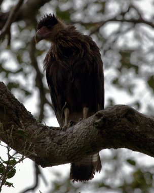 Bolivya 'daki Pampas del Yacuma' da avlanmak için ağaçta tünemiş Crested Caracara 'nın (Caracara plancus) yakın çekimi..