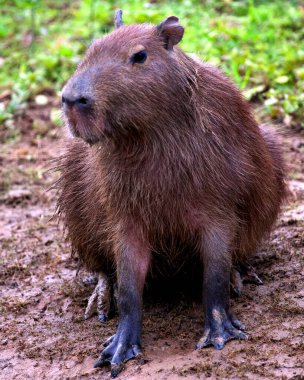 Capybara 'nın (Hydrochoerus hydrochaeris) yakın plan portresi Pampas del Yacuma, Bolivya' daki nehir kıyısı boyunca doğrudan kameraya bakıyor..
