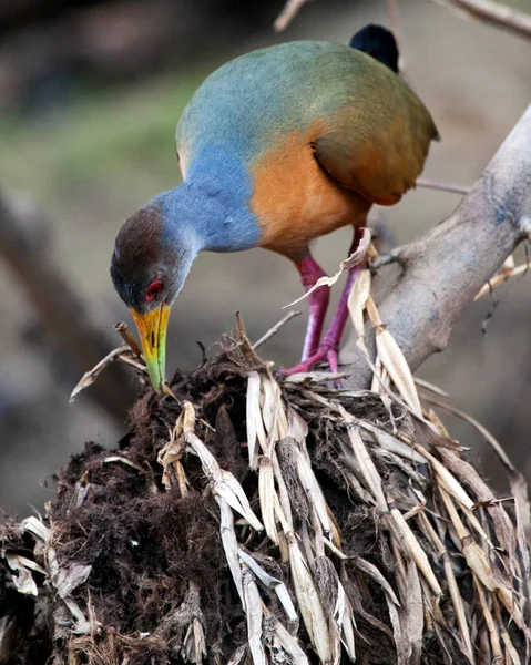 Detailní Portrét Pestrobarevné Fialové Galinule Porphyrio Martinicus Pták Stavět Hnízdo — Stock fotografie