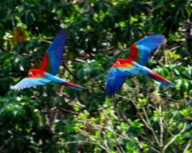 Pampas del Yacuma, Bolivya 'daki yoğun yeşil ormanın arka planından geçen iki renkli Kızıl Macaw' ın (Ara macao) yakın çekimi.
