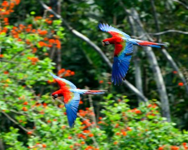 Pampas del Yacuma, Bolivya 'daki yoğun yeşil ormanın arka planından geçen iki renkli Kızıl Macaw' ın (Ara macao) yakın çekimi.