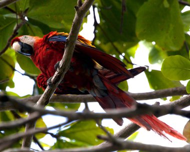 Bolivya 'nın Pampas del Yacuma kentindeki ağaçta tünemiş renkli Scarlet Macaw' ın (Ara macao) yakın çekimi.
