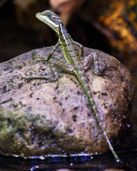 코스타리카의 코르코바도 안에서 일광욕을 즐기고 도마뱀의 — 스톡 사진