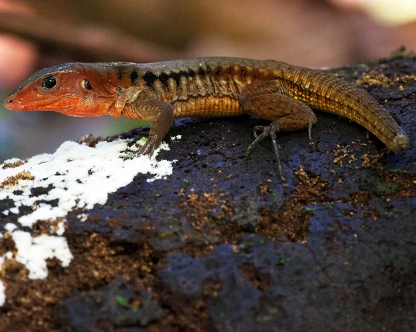 Retrato Cerca Lagarto Salvaje Tomando Sol Las Rocas Dentro Del —  Fotos de Stock