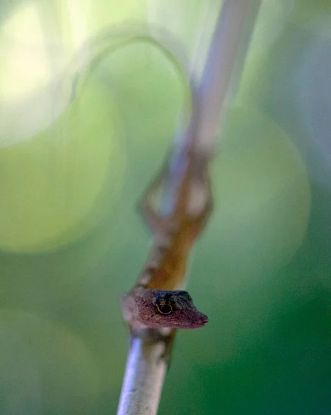 코스타리카 코르코바도 안에서 머리와 초점을 일광욕을 도마뱀의 — 스톡 사진