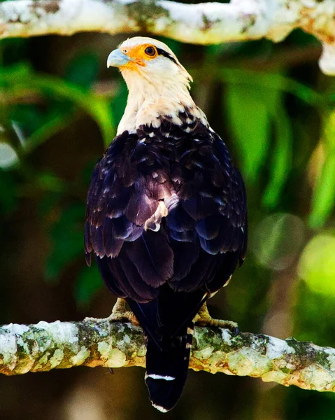 Nahaufnahme Eines Caracara Caracara Plancus Auf Einem Ast Corcovado Nationalpark — Stockfoto