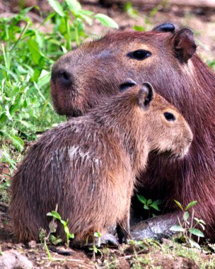 Bir anne ve bebek Capybara 'nın (Hydrochoerus hydrochaeris) Pampas del Yacuma, Bolivya' daki nehir kıyısında oynadığı yakın plan portresi..