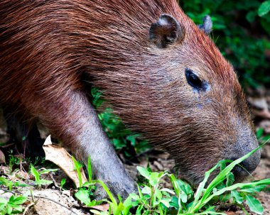Bir Capybara 'nın (Hydrochoerus hydrochaeris) portresi Pampas del Yacuma, Bolivya' daki nehir kıyısı boyunca çimlerle beslenir..