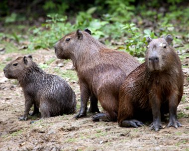 Capybara (Hydrochoerus hydrochaeris) ailesinin Pampas del Yacuma, Bolivya 'daki nehir kıyısında oynadığı yakın plan portresi..