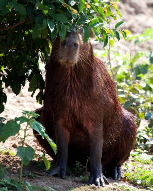 Bir Capybara 'nın (Hydrochoerus hydrochaeris) yakın plan portresi Bolivya' nın Pampas del Yacuma kentindeki nehir kıyısı boyunca bitki örtüsünün arkasında saklanır..