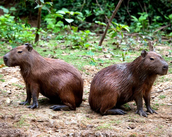 Närbild Porträtt Två Capybara Hydrochoerus Hydrochaeris Sitter Back Back Längs — Stockfoto