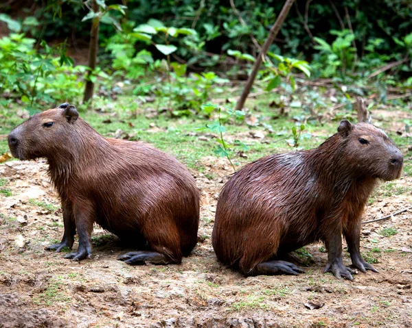 İki Capybara 'nın (Hydrochoerus hydrochaeris) yakın plan portresi Pampas del Yacuma, Bolivya' daki nehir kıyısı boyunca sırt sırta oturmaktadır..