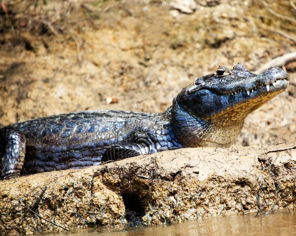 Крупный План Черного Каймана Melanosuchus Niger Сидящего Вдоль Берегов Реки — стоковое фото