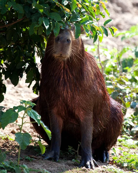 Portret Bliska Capybara Hydrochoerus Hydrochaeris Ukrywający Się Roślinnością Wzdłuż Brzegu — Zdjęcie stockowe