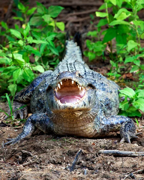 Closeup Caimão Negro Melanosuchus Niger Sentado Longo Das Margens Rio — Fotografia de Stock