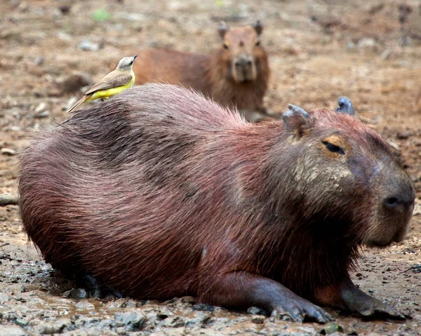 Portret Bliska Błotnistej Capybara Hydrochoerus Hydrochaeris Siedzącej Wzdłuż Brzegu Rzeki — Zdjęcie stockowe
