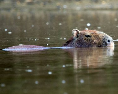 Bir Capybara 'nın (Hydrochoerus hydrochaeris) yakın plan portresi Bolivya' daki Pampas del Yacuma nehrinde yarı su altında kaldı..