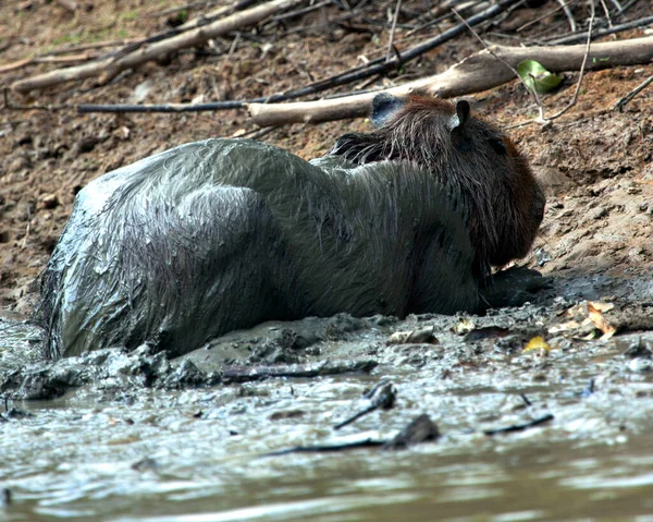 Portrait Rapproché Capybara Hydrochoerus Hydrochaeris Assis Dans Boue Long Rive — Photo