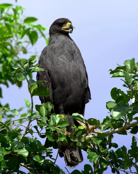 Nahaufnahme Porträt Eines Großen Schwarzen Falken Buteogallus Urubitinga Einem Baum — Stockfoto