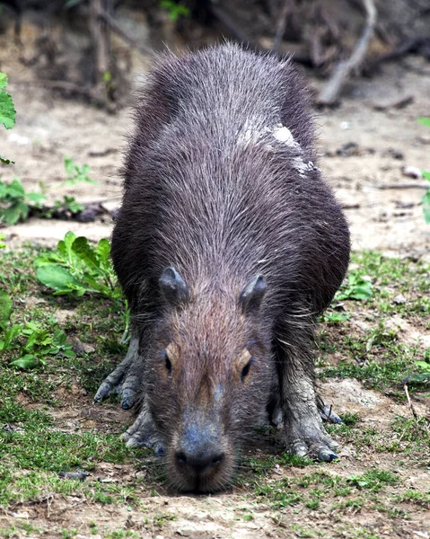 Portrait Rapproché Capybara Hydrochoerus Hydrochaeris Nourrissant Herbe Long Rive Rivière — Photo