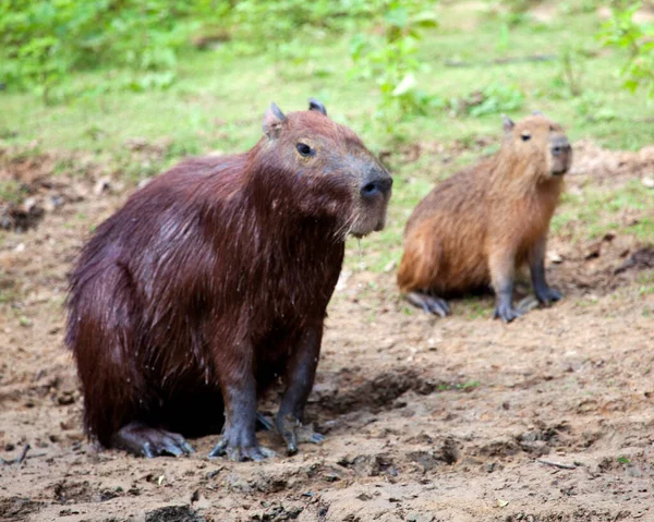 Portrait Rapproché Deux Capybara Hydrochoerus Hydrochaeris Assis Long Rivière Dans — Photo