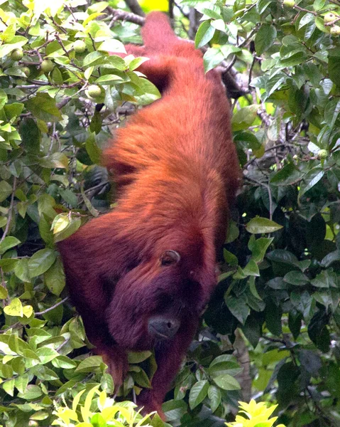 Bolivya Nın Kırmızı Uluyan Maymunu Alouatta Sara Baş Aşağı Asılı — Stok fotoğraf