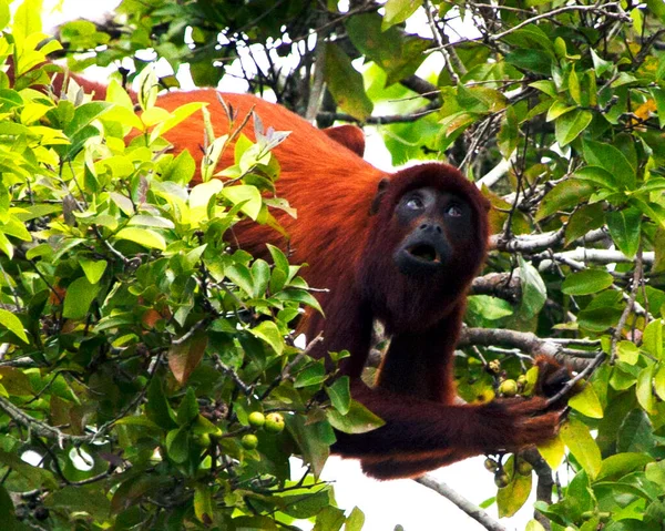 Bolivya 'nın kırmızı uluyan maymunu (Alouatta sara) baş aşağı asılı ve Bolivya' nın Pampas del Yacuma kentindeki ağaçların tepelerinde aranıyor..