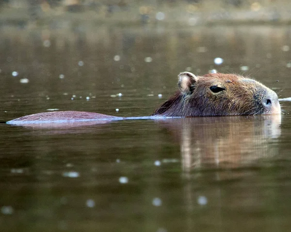 Bir Capybara 'nın (Hydrochoerus hydrochaeris) yakın plan portresi Bolivya' daki Pampas del Yacuma nehrinde yarı su altında kaldı..