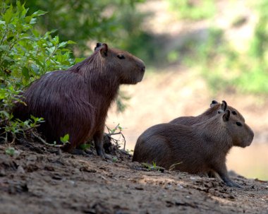 Capybara ailesinin (Hydrochoerus hydrochaeris) Pampas del Yacuma, Bolivya 'daki nehir kıyısında oturan yakın plan portresi..