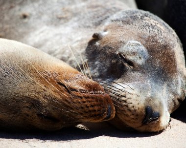 İki Galapagos Kürk Fok (Arctocephalus galapagoensis) filminin yakın plan portresi Galapagos Adaları, Ekvador.