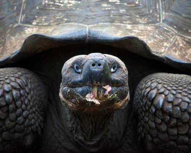Galapagos Adaları, Ekvador 'da ağzında yiyecek olan Galapagos Kaplumbağası' nın (Chelonoidis Nigra) portresi..