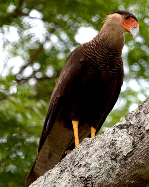 Nahaufnahme Porträt Eines Caracara Caracara Plancus Auf Einem Baum Während — Stockfoto