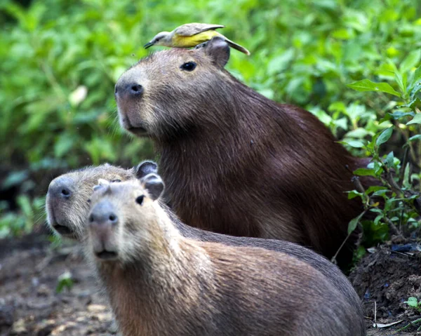 Capybara ailesinin (Hydrochoerus hydrochaeris) yakın plan portresi, Bolivya 'daki Pampas del Yacuma' da renkli bir kuşla nehir kenarında oturmaktadır..