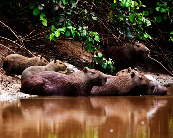 Capybara ailesinin (Hydrochoerus hydrochaeris) yakın plan portresi, Bolivya 'nın başkenti Pampas del Yacuma' da sular altında kalan nehir kıyısında bulunur..